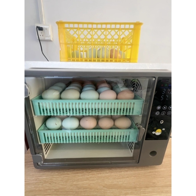Incubateur d'œufs entièrement  - Poultry Incubator avis et prix