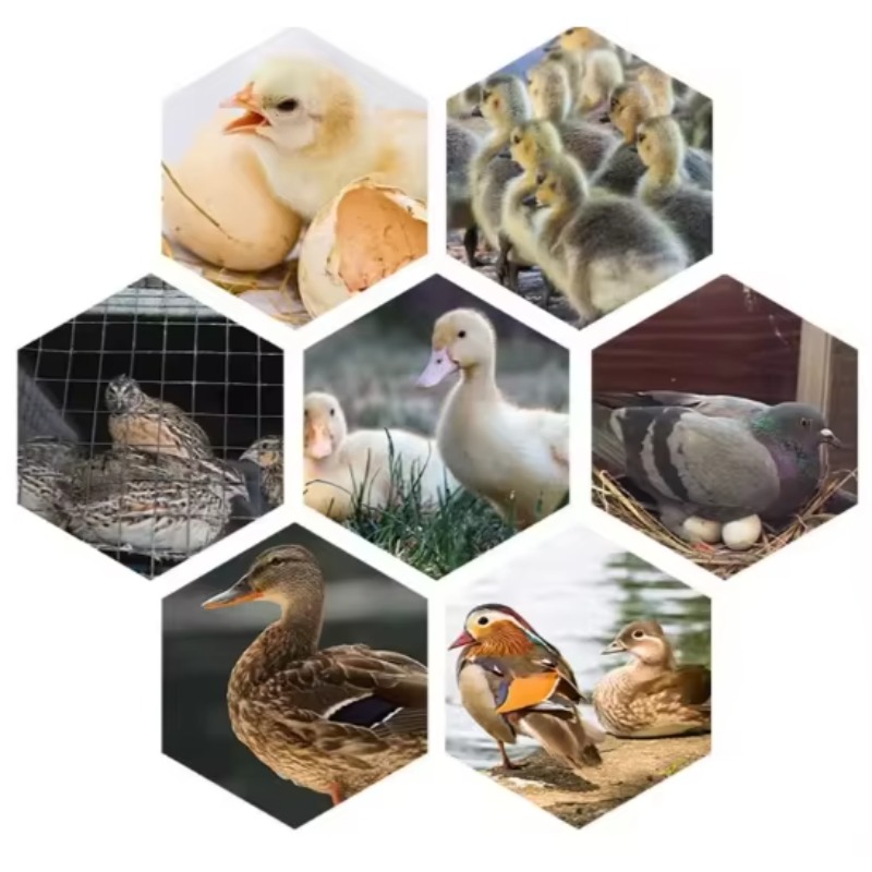 Incubateur d'œufs de volaille  - Poultry Incubator avis et prix