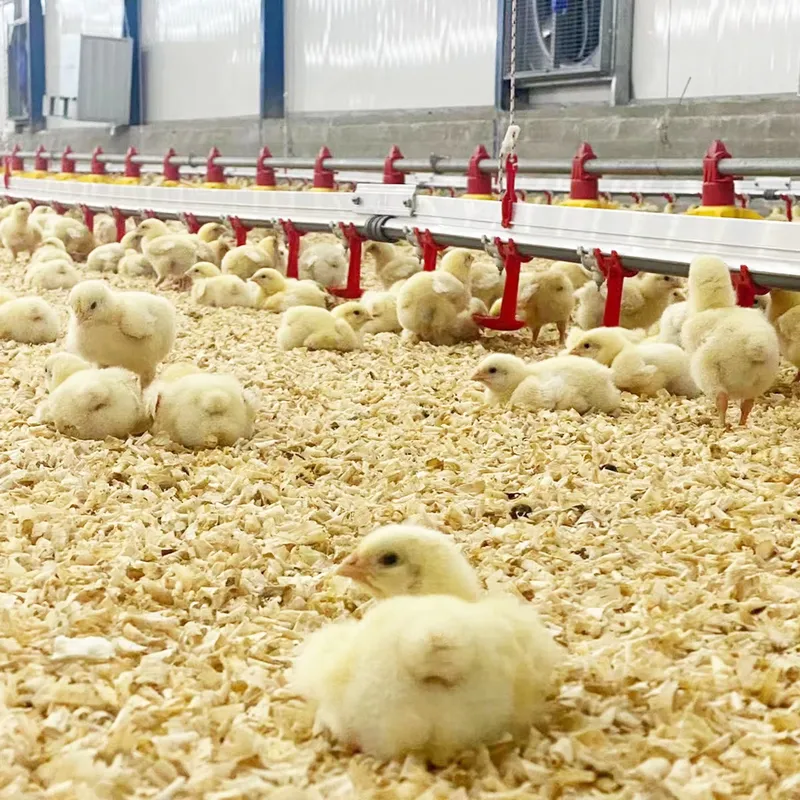 Système d'abreuvement pour vol - Chicken Nipple Drinker avis et prix